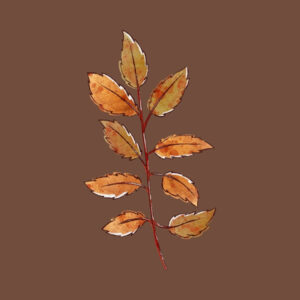 generic fall app icons