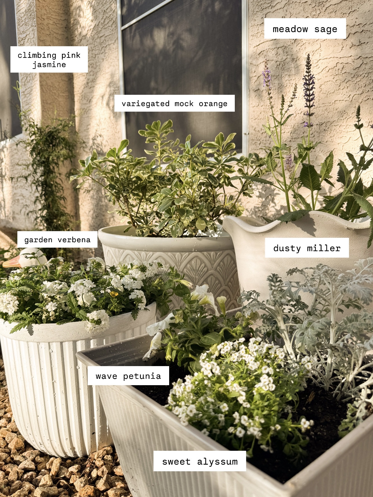 plants that do well in phoenix, arizona. moon garden. european style garden. container gardent. white flower garden.