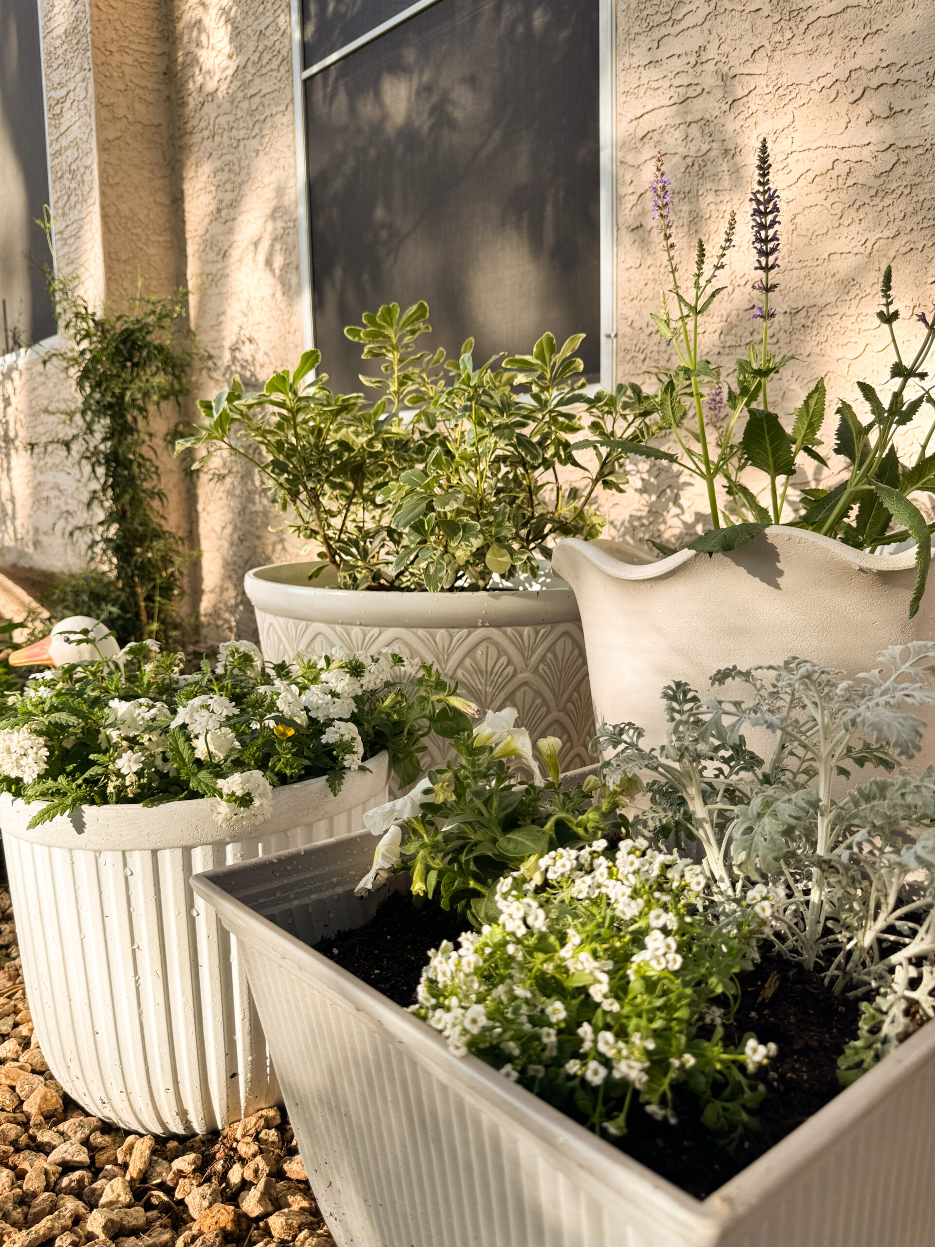 My European Style Container Garden in the Desert – with Lowe’s