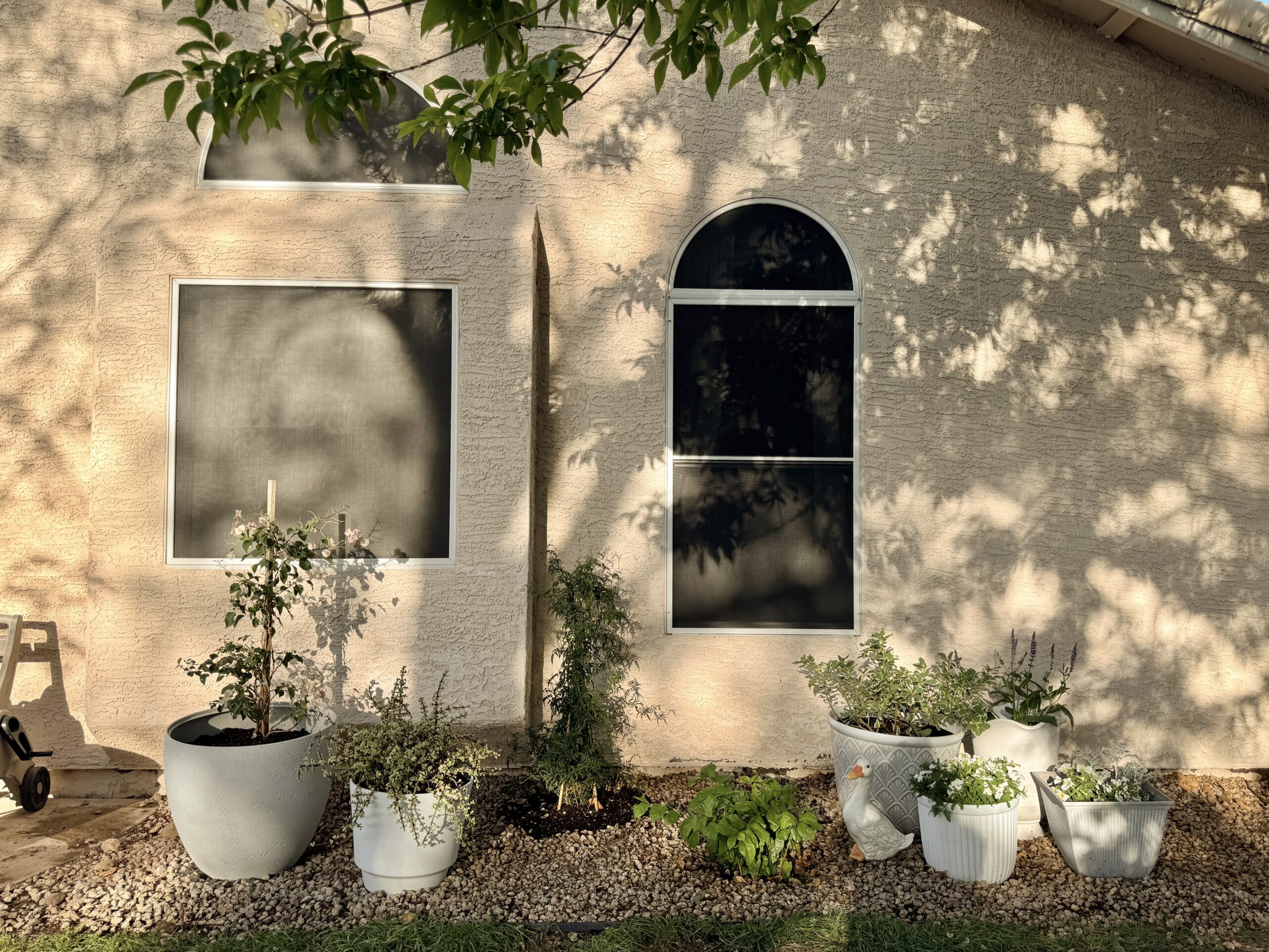 plants that do well in phoenix, arizona. moon garden. european style garden. container gardent. white flower garden.