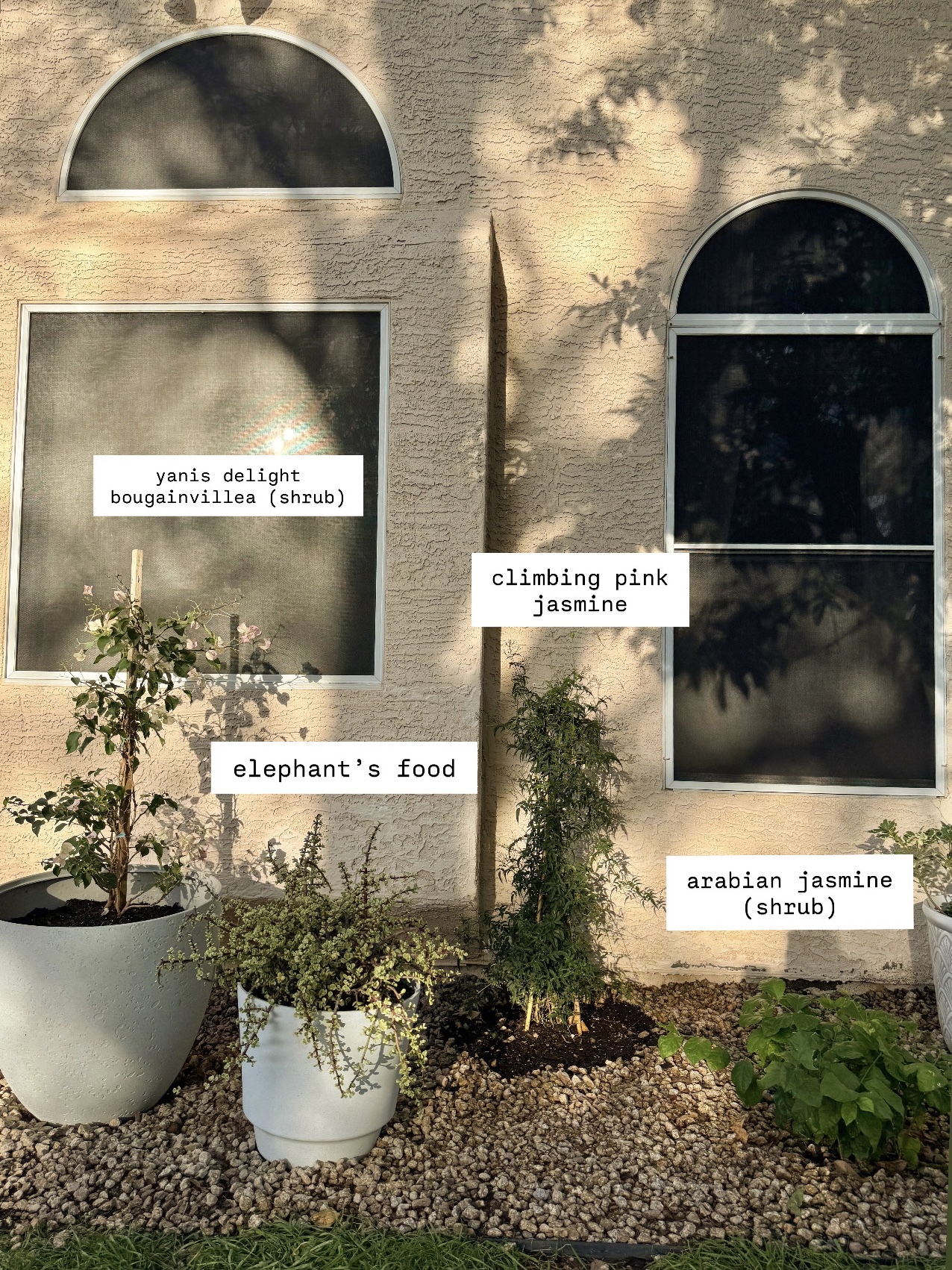 plants that do well in phoenix, arizona. moon garden. european style garden. container gardent. white flower garden.