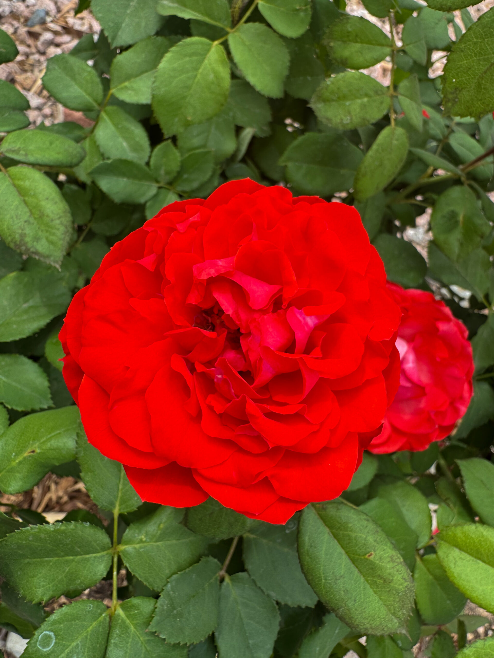 true passion rose. true bloom roses. heat tolerant roses. disease resistant roses. easy roses to grow.