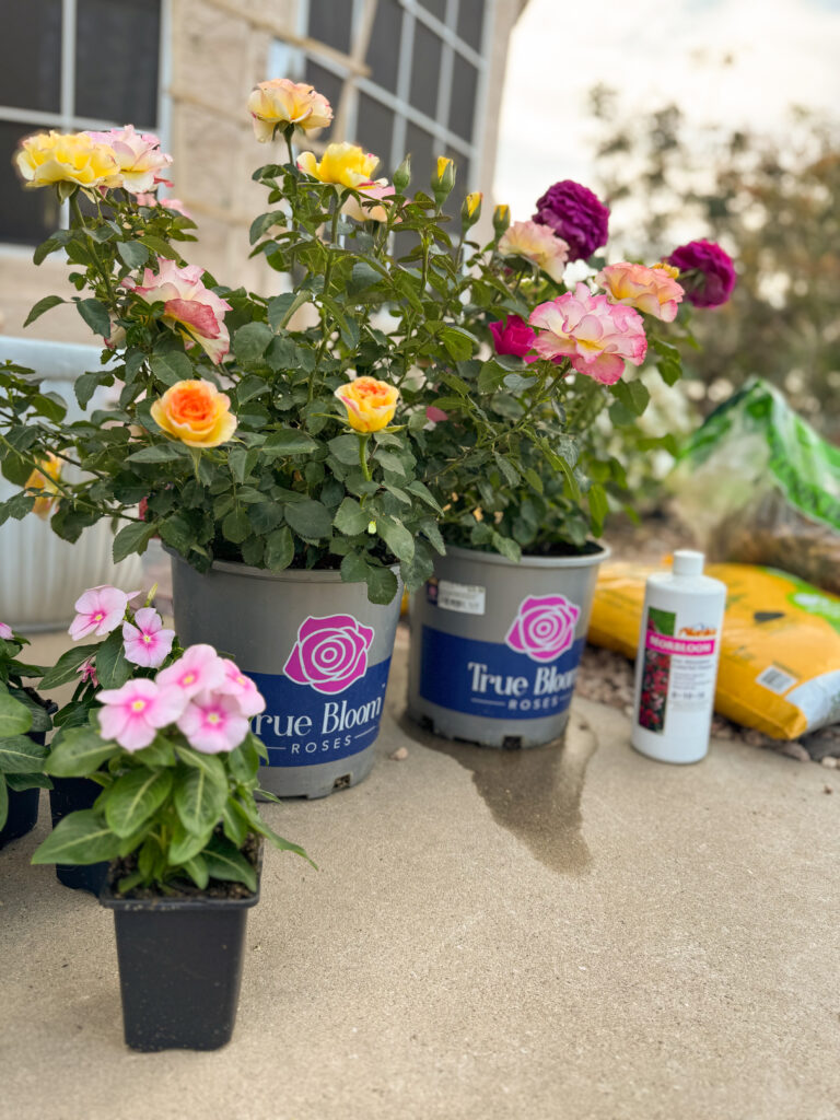 true sincerity rose and true serenity rose. true bloom roses. heat tolerant roses. disease resistant roses. easy roses to grow.