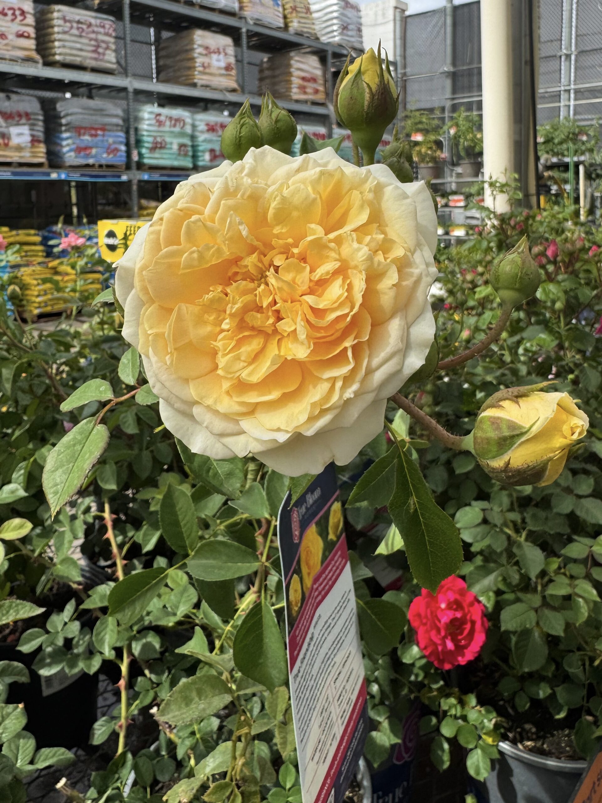 true friendship rose. true bloom roses. heat tolerant roses. disease resistant roses. easy roses to grow.