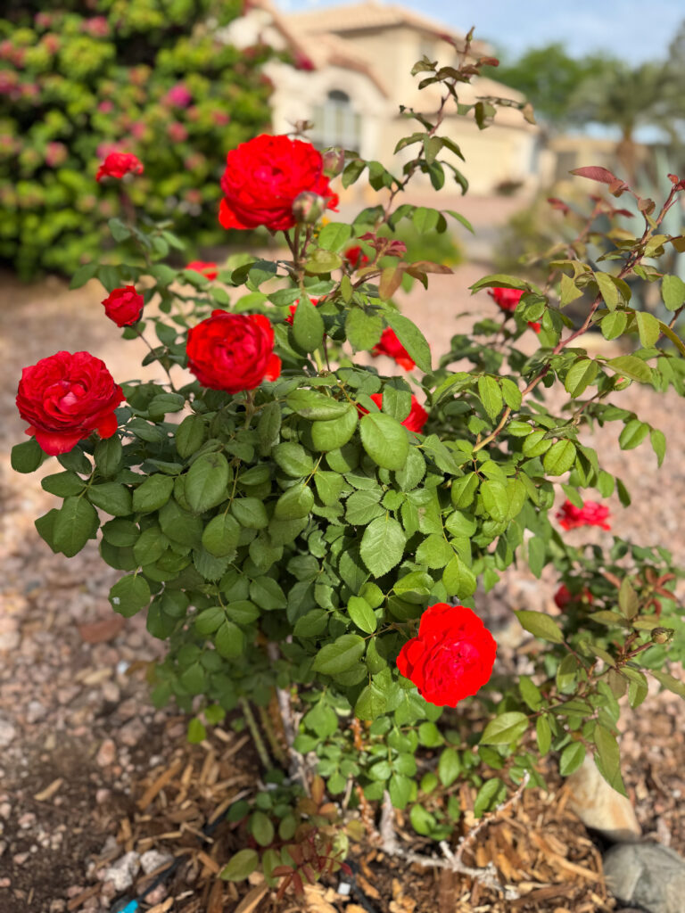 true passion rose. true bloom roses. heat tolerant roses. disease resistant roses. easy roses to grow.