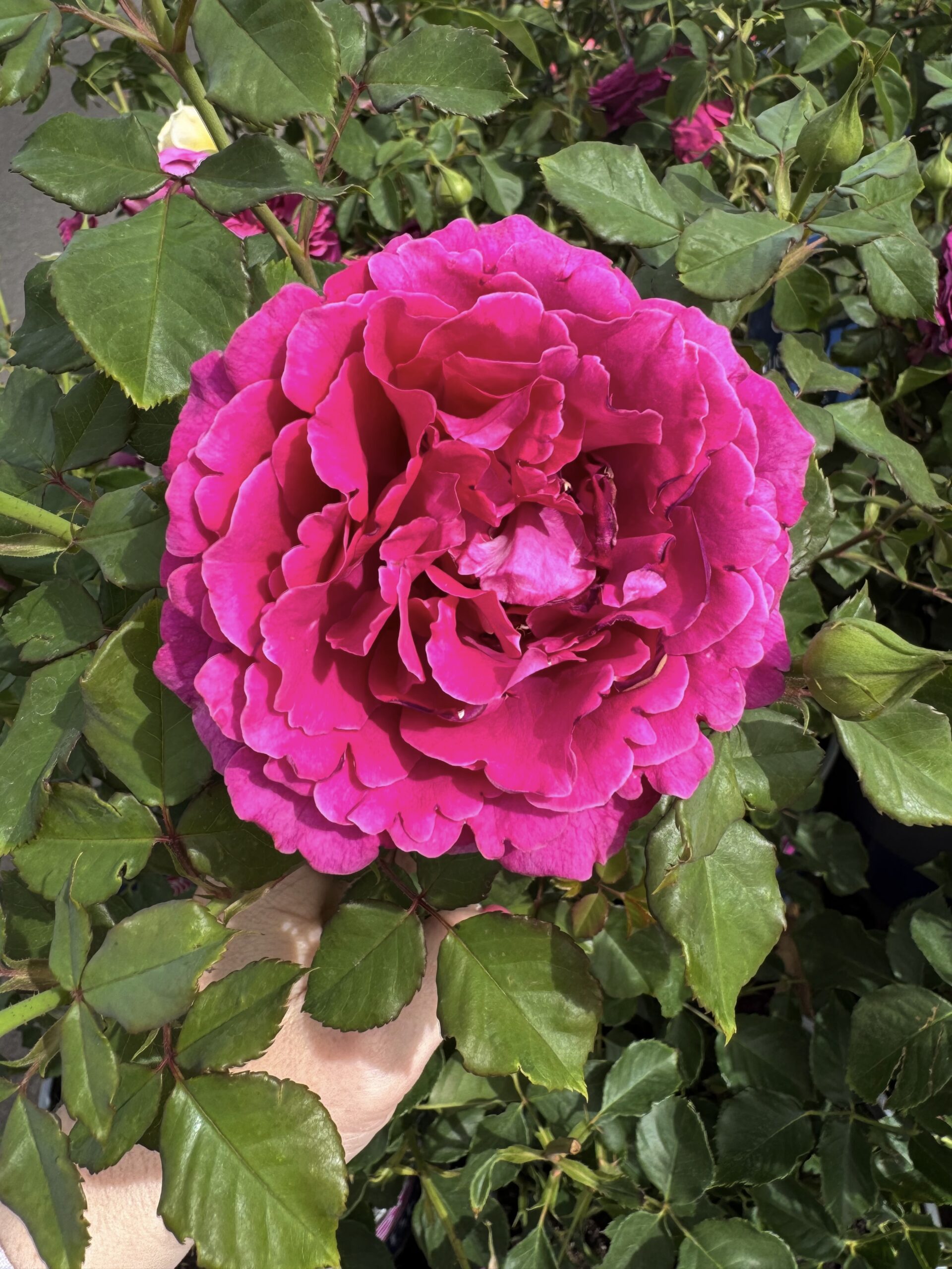 true serenity rose. true bloom roses. heat tolerant roses. disease resistant roses. easy roses to grow.