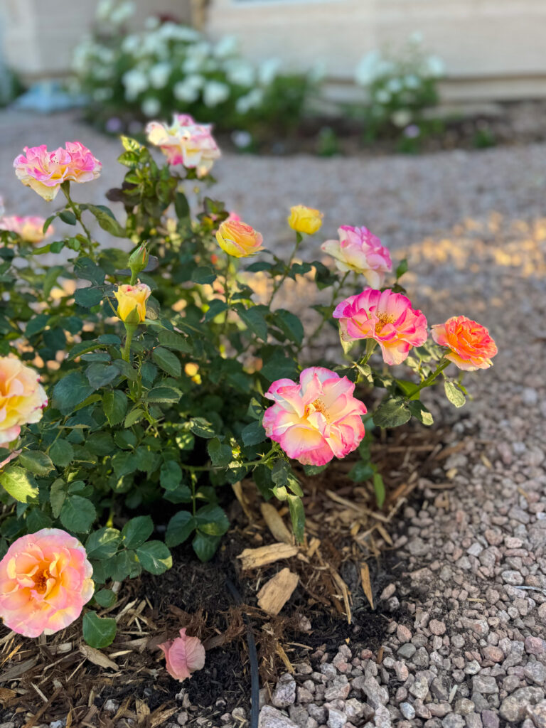 true sincerity rose. true bloom roses. heat tolerant roses. disease resistant roses. easy roses to grow.