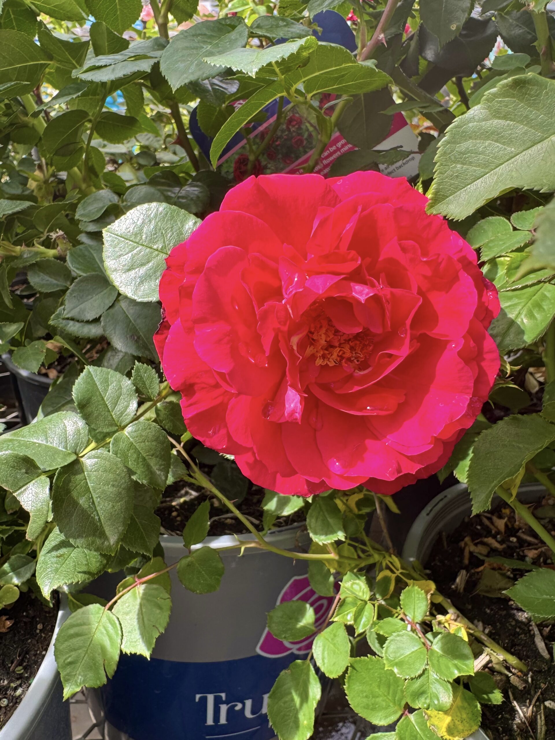 true spirit rose. true bloom roses. heat tolerant roses. disease resistant roses. easy roses to grow.