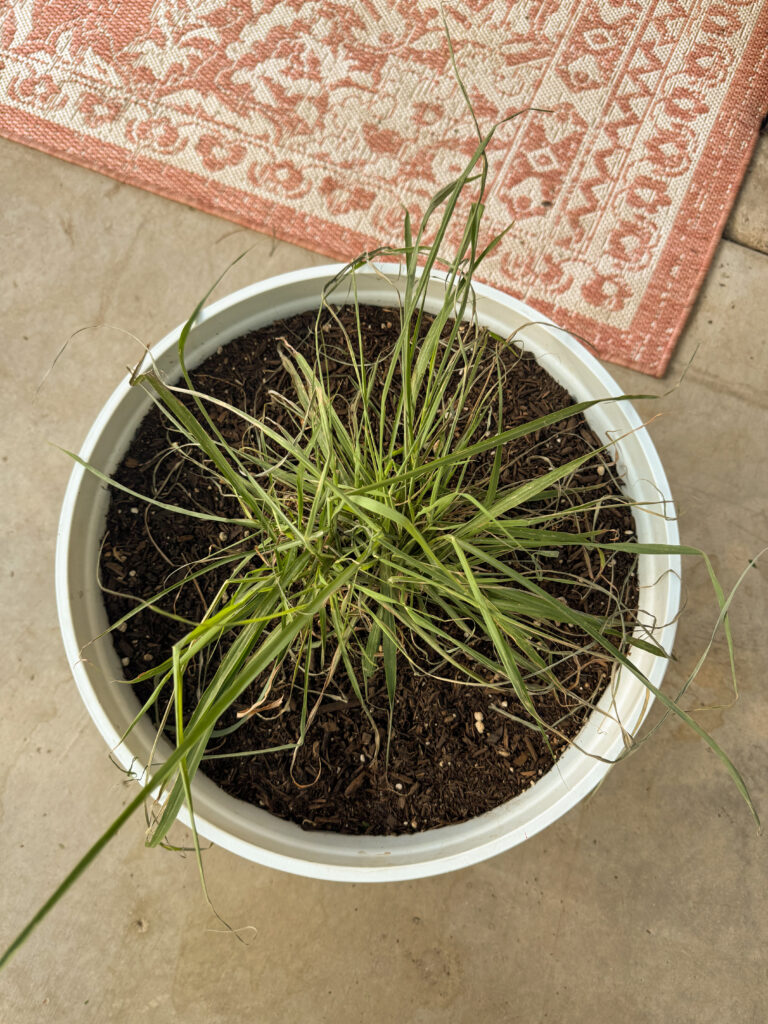 lemongrass patio plant