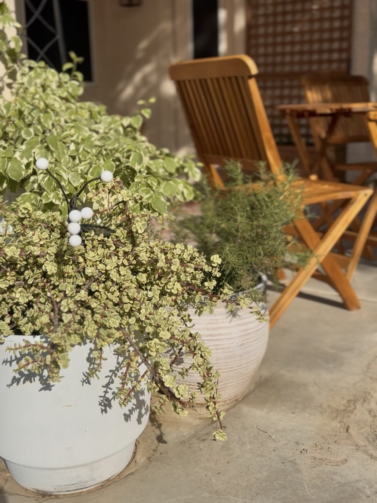 patio plants including white stripe bougainvillea, rosemary and elephants food