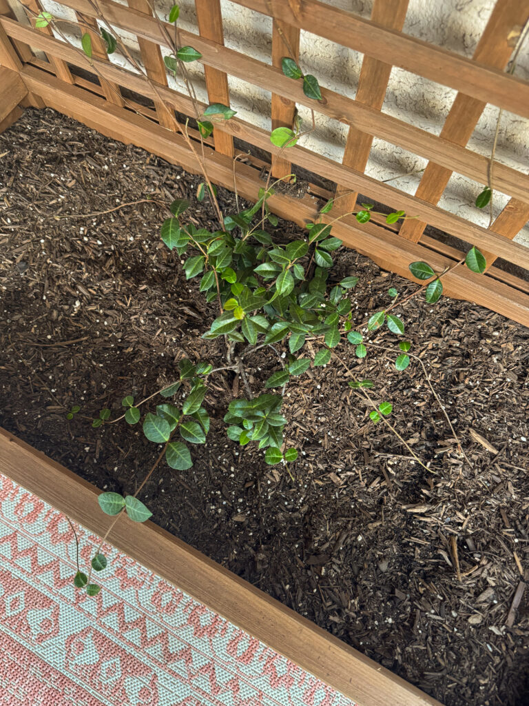 star jasmine vine